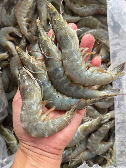 Premium Export Seafood
