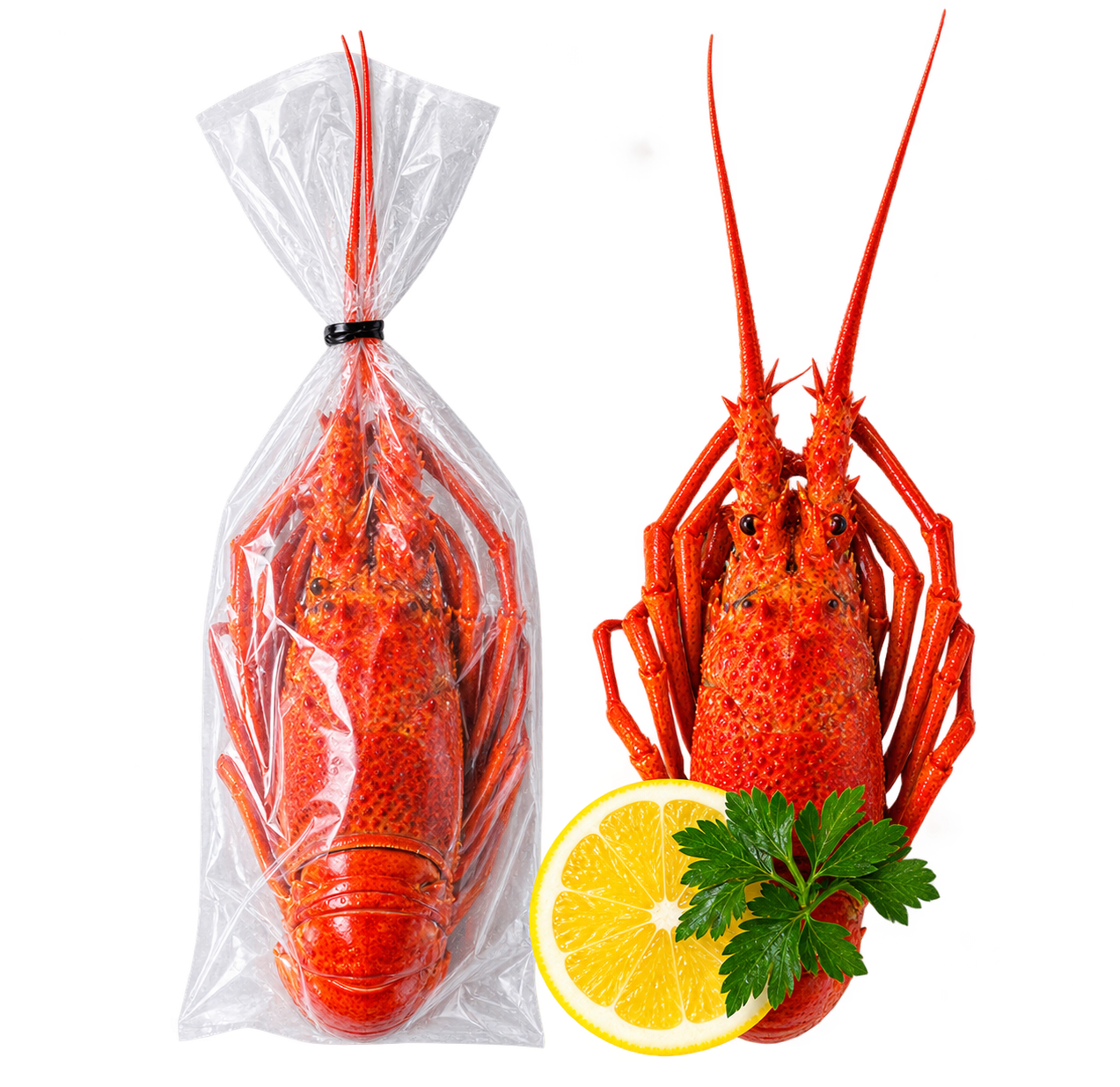 Lobster